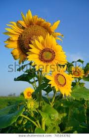 Beibehang custom photo wallpaper 3d white sunflowers murals kids. Koleksi Populer Image Bunga Matahari Ideku Unik