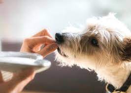 Meloxicam Para Perros Dosis Para Que Sirve Y Efectos Secundarios Snacks Para Perros Perros Comida Para Perros