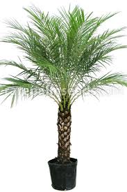 Check spelling or type a new query. Phoenix Roebelenii Pygmy Date Palm Buy Seeds At Rarepalmseeds Com
