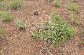 Image result for Trichoneura