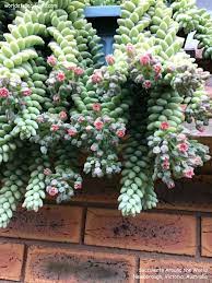 The clustered, pink flowers are not common in cultivation. World Of Succulents Sedum Burrito Baby Burro S Tail Plant Profile Https Worldofsucculents Com Sedum Burrito Baby Burros Tail Worldofsucculents Succulentopedia Succulentsaroundtheworld Sedum Sedumburrito Succulents Facebook