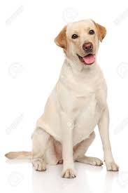 Happy Labrador Dog Sits On A White Background Labrador Dog Labrador Labrador Retriever Dog