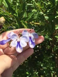 Image result for Rotheca myricoides