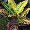 It is native to rich forest soils of moist valleys, thickets, by streams and near shaded moist. Https Encrypted Tbn0 Gstatic Com Images Q Tbn And9gctk30yx48ilgjzcl Pct4 T Omm4rkarohcsq9eibyoht2omoaz Usqp Cau