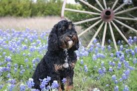 References texas labradoodles has so many wonderful families and stories to share. Australian Labradoodle Puppies For Sale