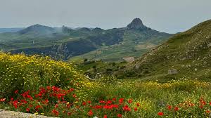 Image result for Sutera debilis