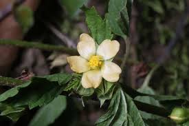 Image result for Malvastrum coromandelianum