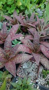 Image result for Crassula alba