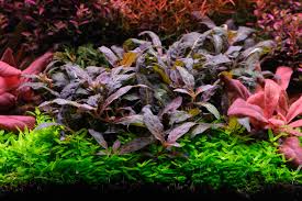 Image result for Syngonanthus wahlbergii