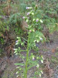 Image result for Laggera crispata