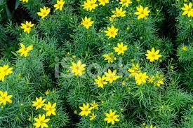 Uno tra i simboli più autentici della primavera, dell'infanzia e della scegli tra le composizioni di margherite fresche, bianche o gialle, sia lunghe che corte, in mazzo e. Fiori Di Fiori Gialli Fotografie Stock Freeimages Com