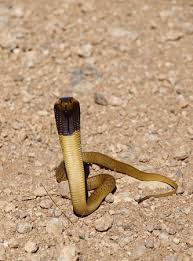 Omitted incidents include cases where someone died from falling after receiving a bite. A Juvenile Cape Cobra A Snake Endemic To South Africa Stock Photo Picture And Royalty Free Image Image 78049895