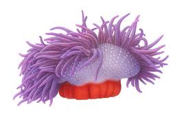 Image result for Macrotyloma ellipticum