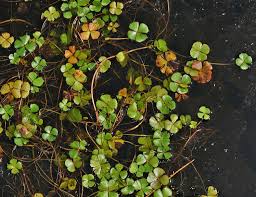 Image result for Marsilea vera
