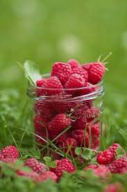 Fresh Picked Raspberry Fruit Raspberry Berries