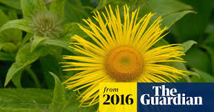 Image result for Inula mannii