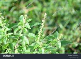 Image result for Ocimum americanum