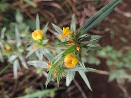 Image result for Stylosanthes guianensis