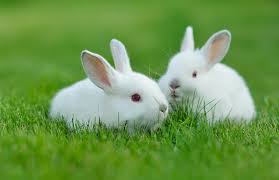 Pueden Los Conejos Comer Pepino Cuanto Viven Los Animales Si tenemos o vamos a tener un conejo en casa, debemos saber algunos consejos para alimentarlo correctamente. pueden los conejos comer pepino