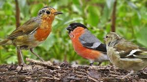 Birds For Cats To Watch Movies For People And Cats To Watch Young Garden Birds In Summer Birds Bird Garden Cats