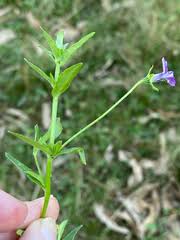 Image result for Monopsis stellarioides