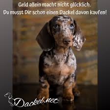 geld allein dackel sind die besten dackel lustige dackel dackel zitate