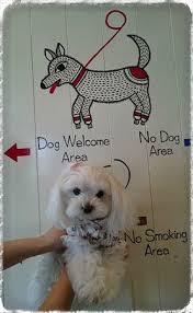 入間アウトレットの帰りに 異国気分を味わう マルチーズ ｪ りずむといっしょ マルチーズ ワンコ りず