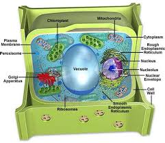 Maybe you would like to learn more about one of these? Images Of Plant Cell