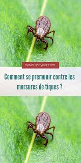 Epingle Sur Animaux Et Insectes