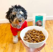 We did not find results for: Jinx Dog Food Review Must Read This Before Buying