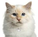 Birmen for Sale | Cats on Oodle Classifieds