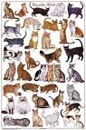 List of cat breeds - Wikipedia