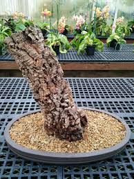 Image result for Stolzia kalkhof-roseae