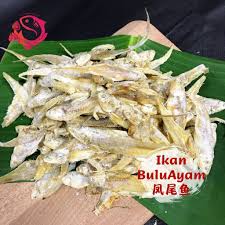 Share to twitter share to facebook share to pinterest. Im005 Ikan Masin Bulu Ayam Salted Fish å‡¤å°¾é±¼å'¸é±¼å¹² 1kg Shopee Malaysia