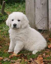 Polish tatra sheepdog was originated in poland and it is a great hunting and family dog. A Polish Tatra Sheepdog Puppy Sheep Dog Puppy Baby Dogs Baby Puppies