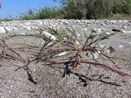 Image result for Rhytachne robusta