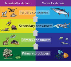 A terrestrial food chain is the order in which organisms on land habitats, such deserts, grasslands, and forests, consume and or produce food/energy. Marine Microbiology Meet The Microbes Of The Sea Let S Talk Science