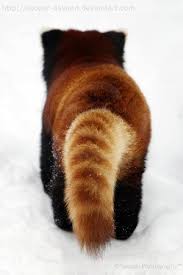 Red Panda Red Panda Cute Baby Animals Cute Animals