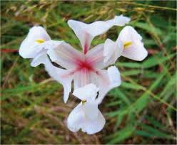 Image result for Gladiolus microspicatus