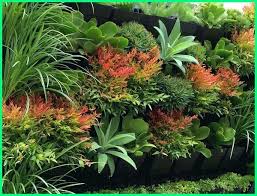 Tanaman yang satu ini bisa tumbuh hingga 20 meter dengan diameter sampai 4 cm. 16 Tanaman Hias Yang Cocok Untuk Vertical Garden Dunia Fauna Hewan Binatang Tumbuhan Dunia Fauna Hewan Binatang Tumbuhan