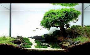 Begini Cara Membuat Aquascape Sederhana Untuk Pemula Fish Tank Plants Live Aquarium Plants Aquascape Aquarium