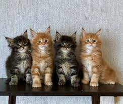 Maybe you would like to learn more about one of these? Free Cat S And Kittens For Adoption And Rehoming Near Me Home Facebook