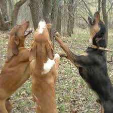 It comes in a leopard or spotted pattern and may be red, blue, merle, brindle, black or another color. American Leopard Hound Dog Breed Information American Kennel Club