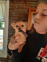 Missing Dog in Murray Hill Community