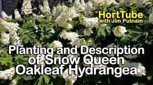 If you haven't allowed sufficient room for their mature size, you may have to start pruning the hydrangeas to keep them small enough for the space. Semmes Beauty Oakleaf Hydrangea Shop With Plantsbymail Com