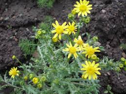 Image result for Senecio striatifolius