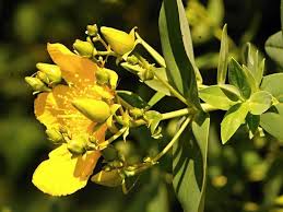 Image result for Hypericum quartinianum