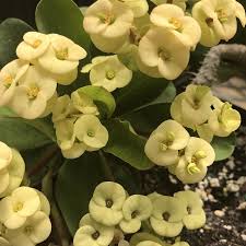 Image result for Euphorbia chevalieri