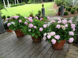 The most common reasons hydrangea need reviving are: Growing Hydrangeas In Pots Container Garden Ideas Hgtv