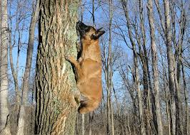 2 6 12 Tree Climbing Dog Belgium Malinois Belgian Malinois Dog Malinois